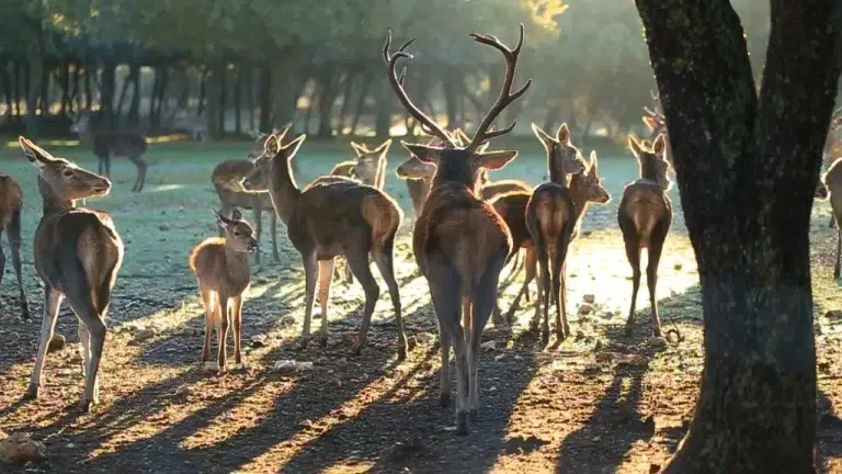 Parque y zona Natural Monte el Viejo – Palencia 4 (1)