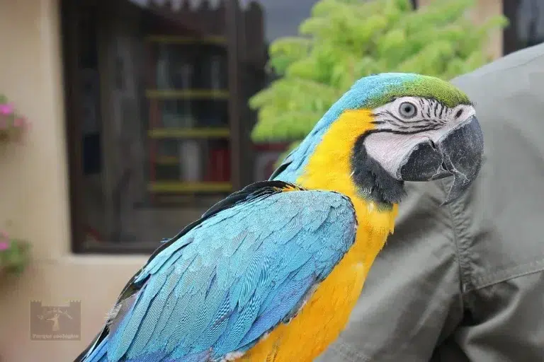 Parque Zoológico la Era de las Aves – Fresno el Viejo 0 (0)