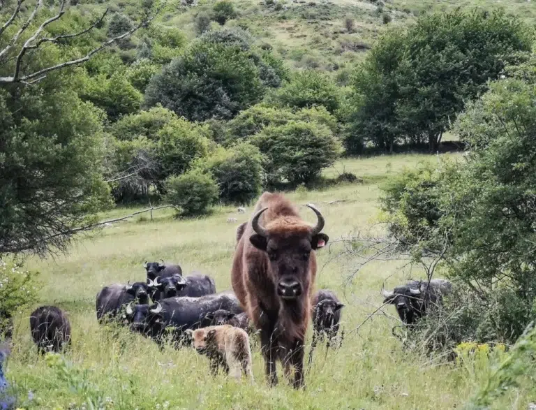Safari por el Valle de Anciles – Riaño 0 (0)
