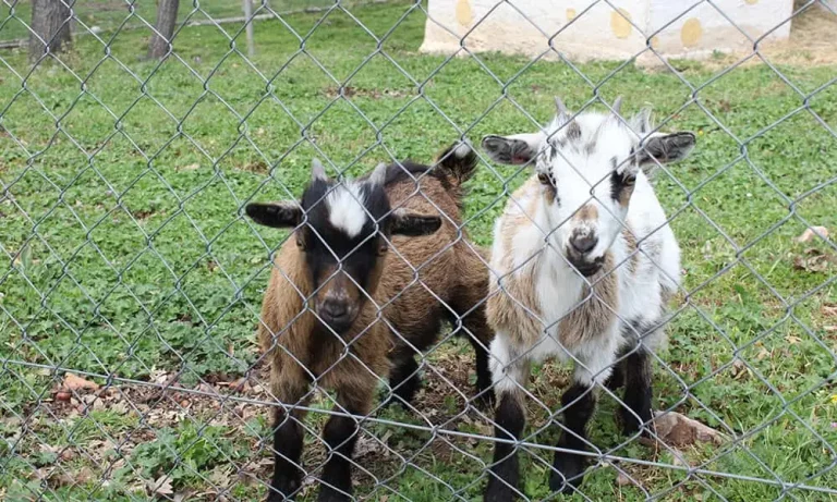 Finca Fiyuelo – Las Ventas de Albares 0 (0)