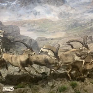 Museo de la Fauna Salvaje en Valdehuesa