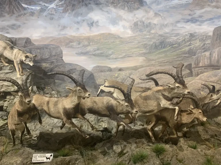 Museo de la Fauna Salvaje en Valdehuesa