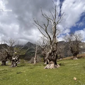 Castaños milenarios Pendes