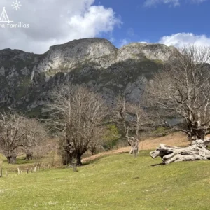 Castaños milenarios Pendes