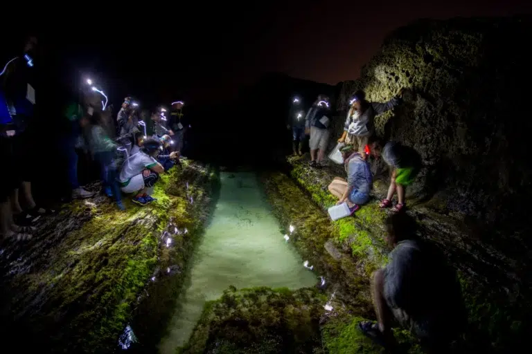 Safari Mareal Nocturno – Playa de Portío 0 (0)