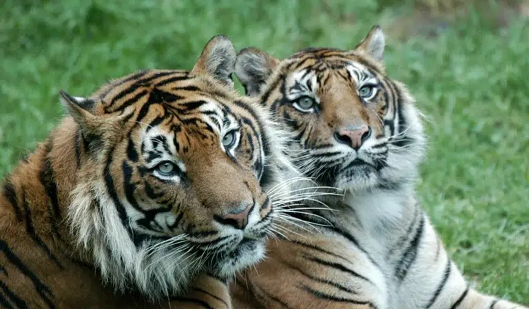 Zoo de Santillana del Mar 4 (1)