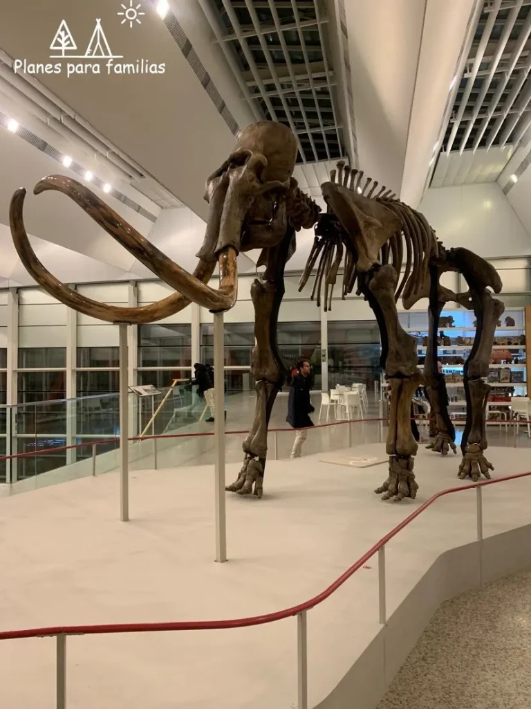 Museo de la Evolución Humana MEH – Burgos 3 (1)