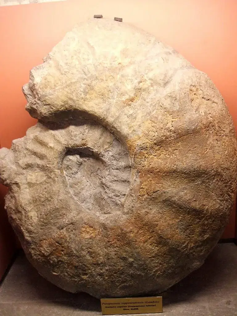 Museo de Ciencias Naturales – Vitoria-Gasteiz 0 (0)