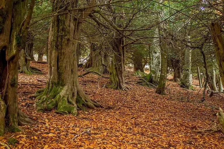 Bosque Milenario la Tejeda de Tosande – Cervera de Pisuerga 5 (1)
