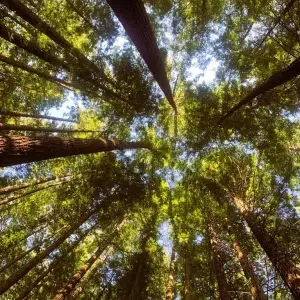 Bosque de Secuoyas en Cabezón de la Sal