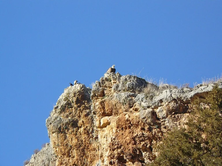 Refugio de Rapaces de Montejo de la Vega 0 (0)