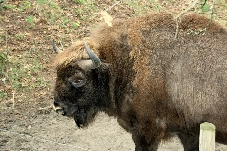 Reserva del Bisonte Europeo – San Cebriá de Mudá 0 (0)