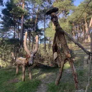Bosque de San Leonardo de Yagüe en Soria