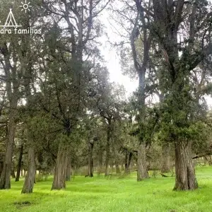 Sabinar de Calatañazor