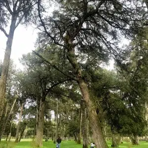 Sabinar de Calatañazor
