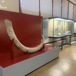 Museo Numantino de Arqueología