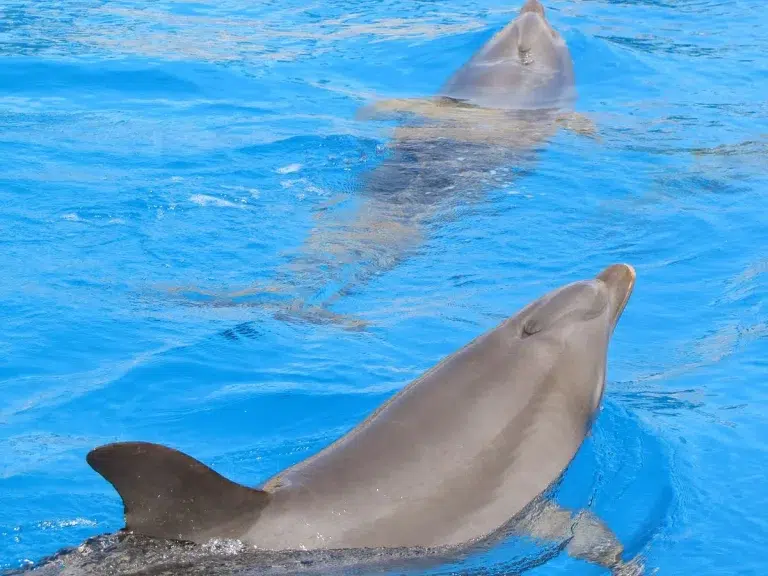 Mundomar – Benidorm 4 (3)