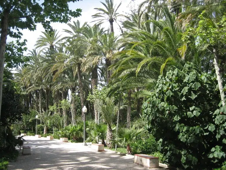 Parque Municipal y El Palmeral de Elche 3.5 (2)