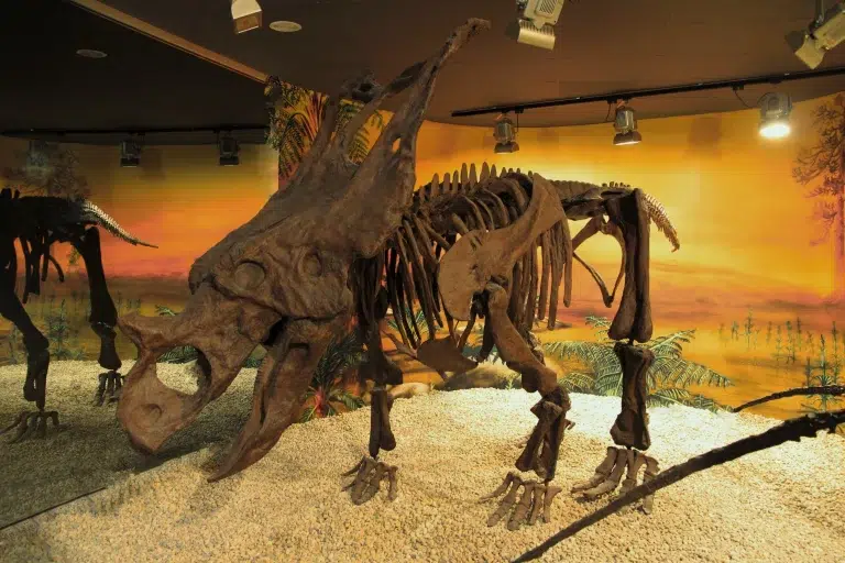 Museo Paleontológico de Elche – MUPE 4 (3)