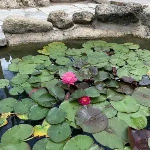 Huerto del Cura en Elche