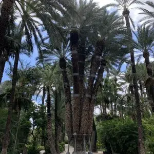 Huerto del Cura en Elche