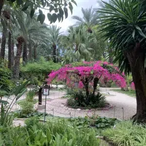 Huerto del Cura en Elche