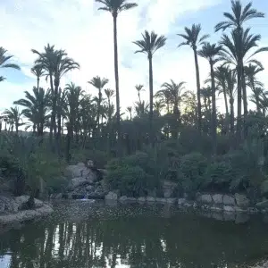Parque el palmeral de Alicante