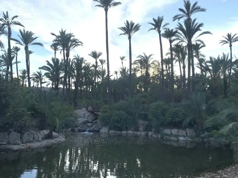 Parque el palmeral de Alicante