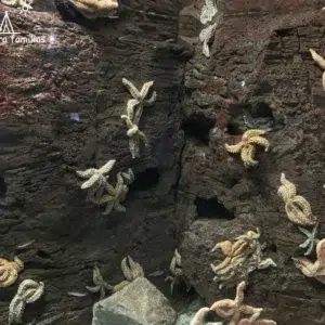 Bioparc acuario de Gijón