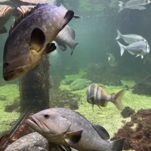 Acuario de Santa Pola