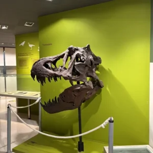 Museo Paleontológico de Elche