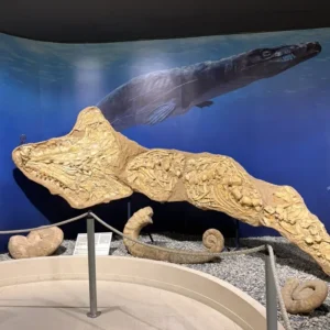Museo Paleontológico de Elche