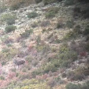 berrea en Cervera de Pisuerga